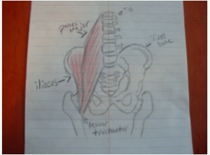 Colored pencil drawing of the pelvic ilium bones, two femoral heads, the lumbar spinal vertebra, the iliacus muscle and psoas major muscle. The bones are drawn in black colored pencil and the muscles are drawn in red on a college ruled piece of paper.