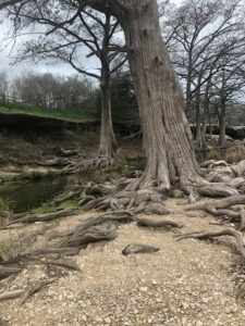 Large root system from two big, leafless trees standing tall next to a riverbed. Brown gravel in the forefront next to the root system and green grassy hill in the background of the photo with various other brown, leafless trees behind the two main trees.